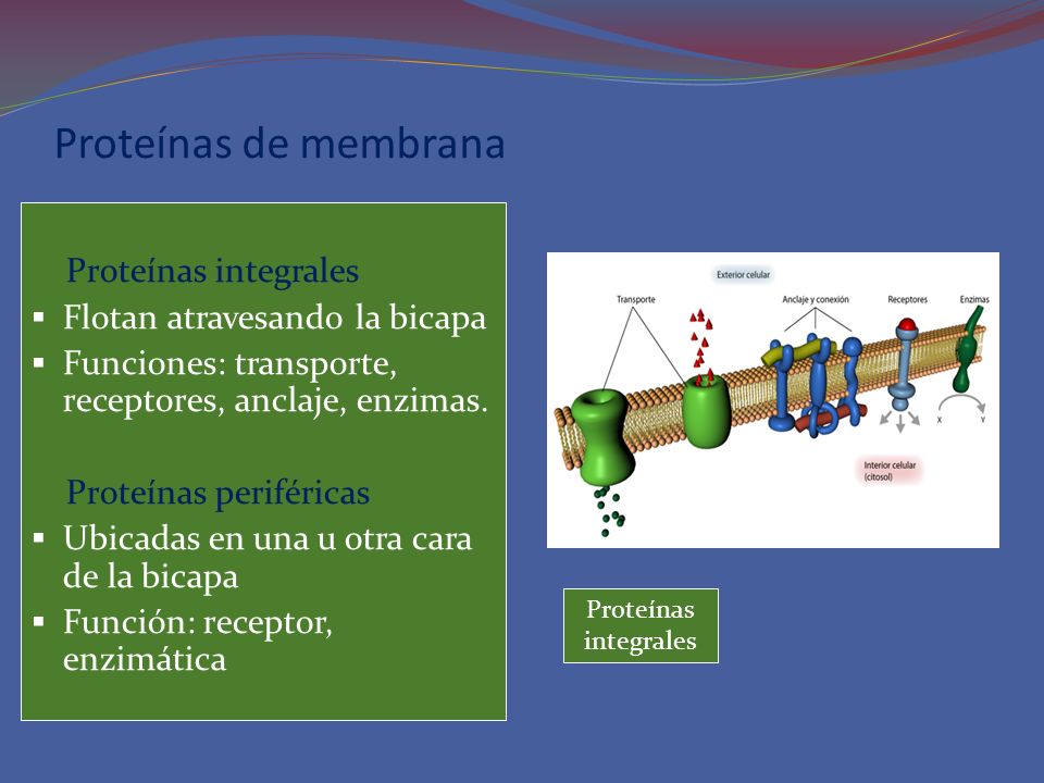 Proteínas de membrana Proteínas integrales