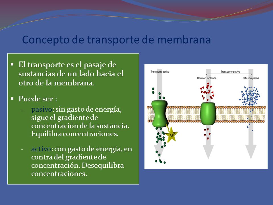 Concepto de transporte de membrana