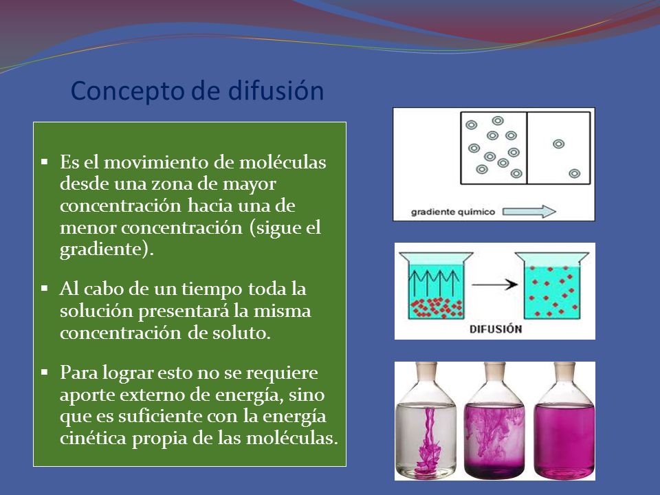 Concepto de difusión Es el movimiento de moléculas desde una zona de mayor concentración hacia una de menor concentración (sigue el gradiente).