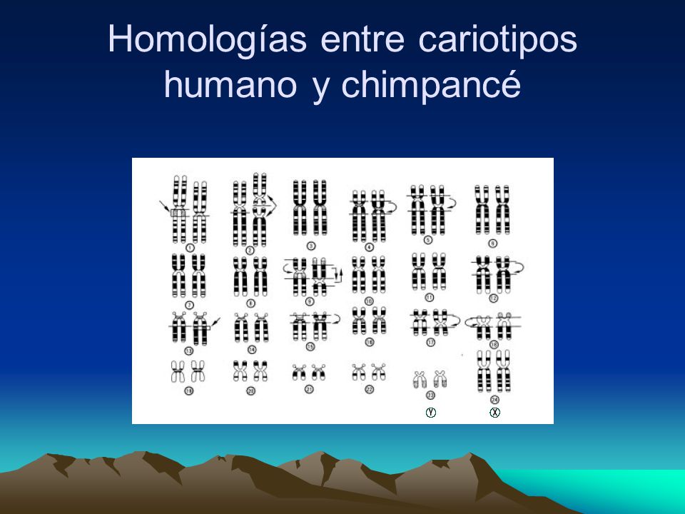 Homologías entre cariotipos humano y chimpancé