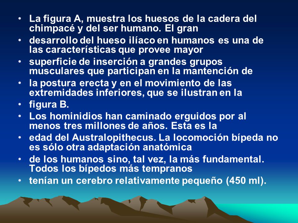 La figura A, muestra los huesos de la cadera del chimpacé y del ser humano. El gran