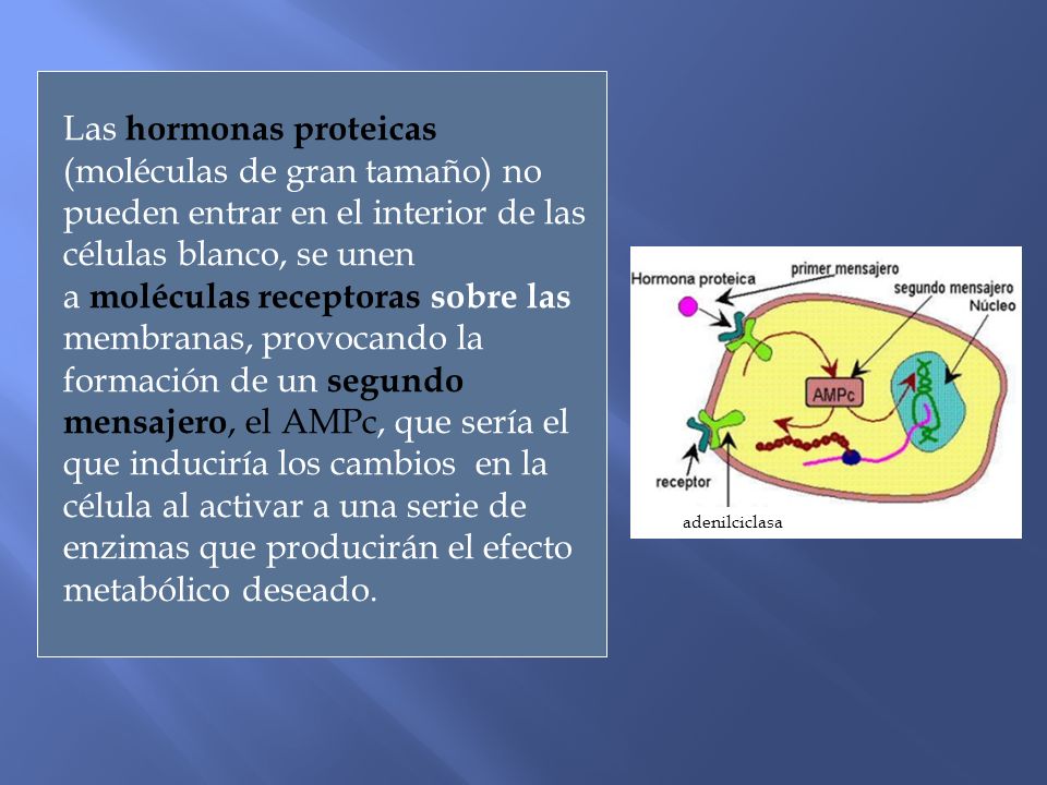 Las hormonas proteicas (moléculas de gran tamaño) no pueden entrar en el interior de las células blanco, se unen a moléculas receptoras sobre las membranas, provocando la formación de un segundo mensajero, el AMPc, que sería el que induciría los cambios en la célula al activar a una serie de enzimas que producirán el efecto metabólico deseado.