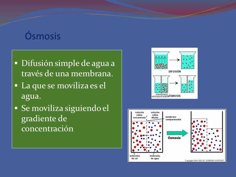 Ósmosis Difusión simple de agua a través de una membrana.