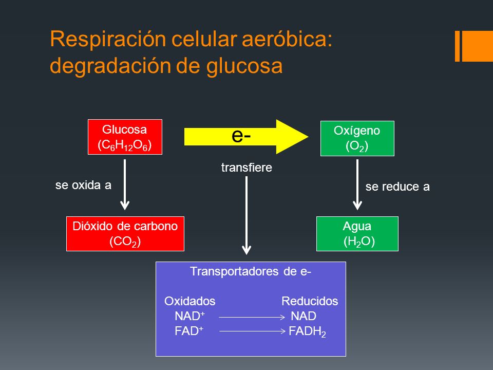 Respiración celular aeróbica: degradación de glucosa