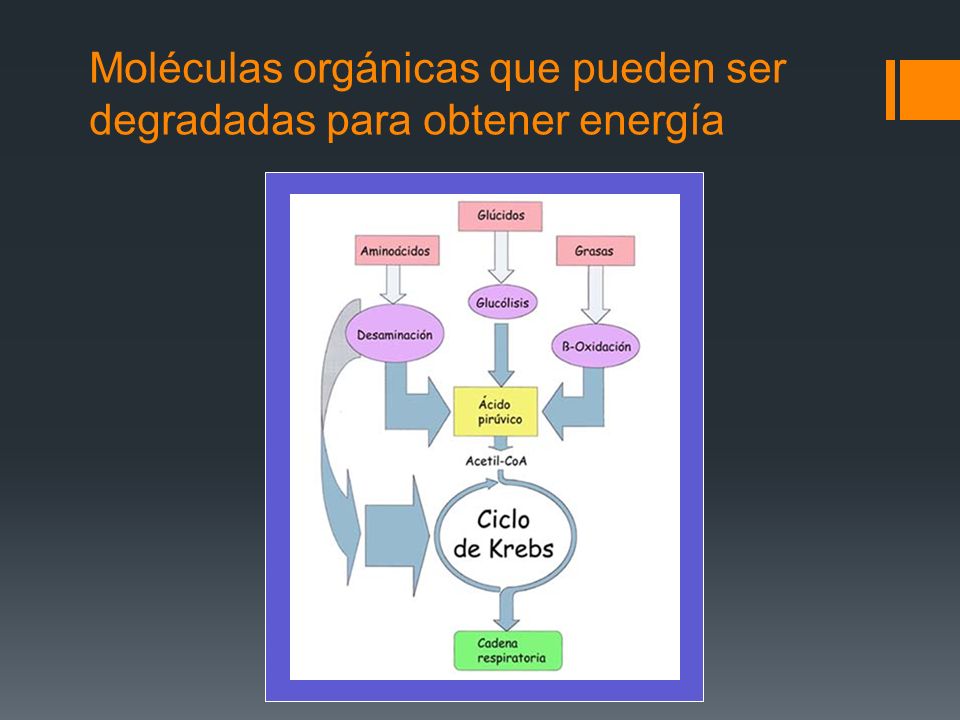 Moléculas orgánicas que pueden ser degradadas para obtener energía