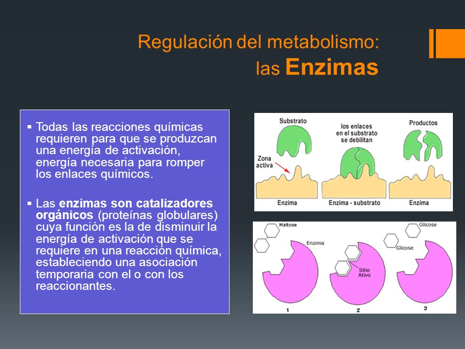 Regulación del metabolismo: las Enzimas