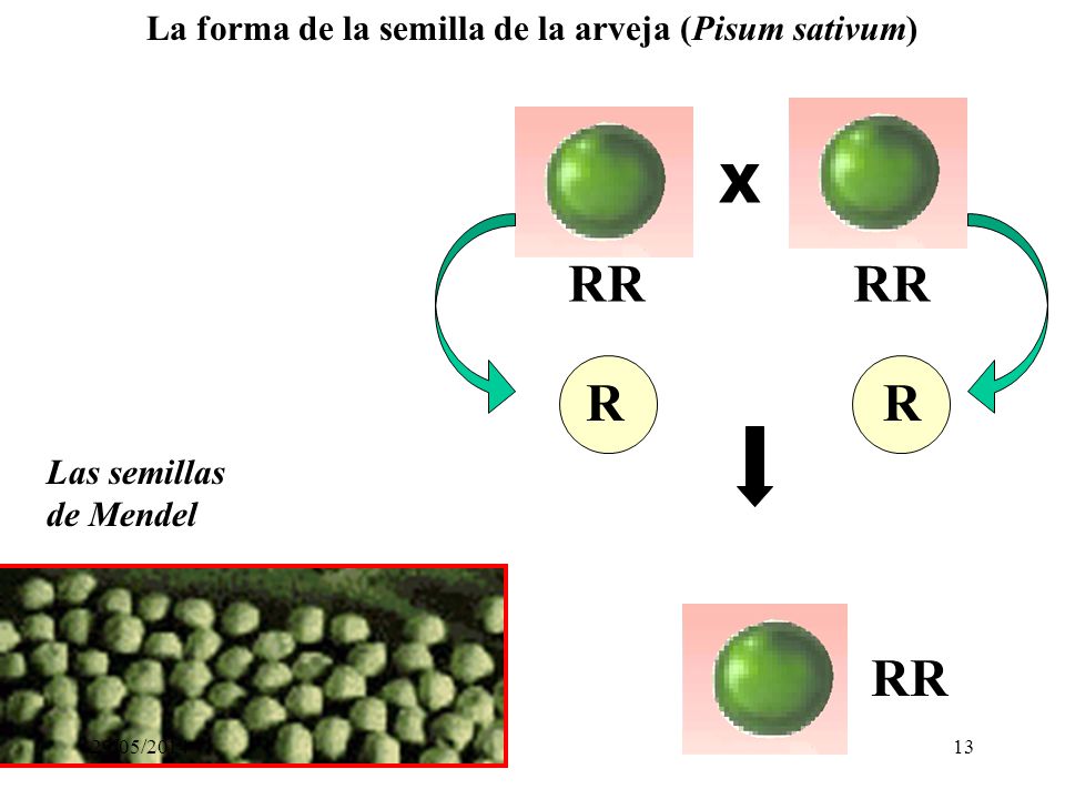 La forma de la semilla de la arveja (Pisum sativum)