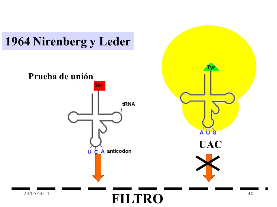 1964 Nirenberg y Leder Prueba de unión UAC 31/03/2017 FILTRO