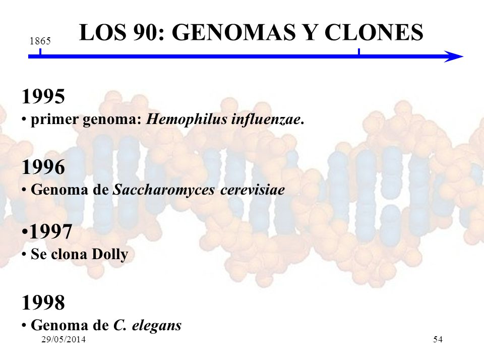 LOS 90: GENOMAS Y CLONES primer genoma: Hemophilus influenzae Genoma de Saccharomyces cerevisiae.