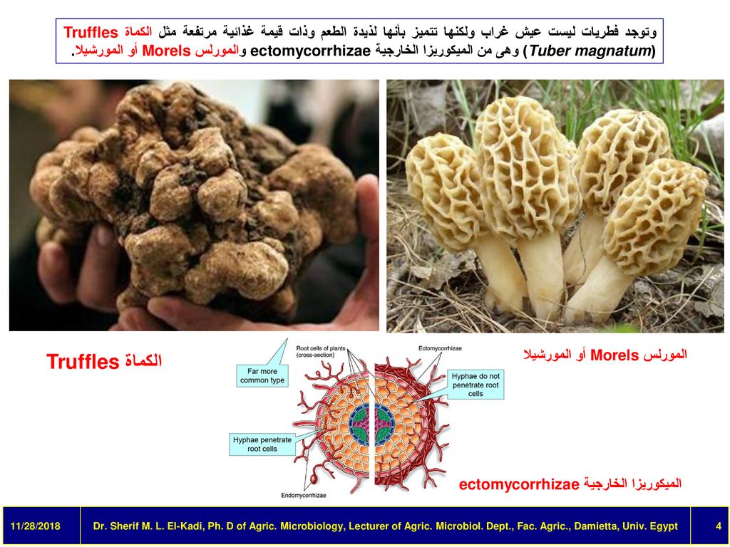 وتوجد فطريات ليست عيش غراب ولكنها تتميز بأنها لذيدة الطعم وذات قيمة غذائية مرتفعة مثل الكماة Truffles (Tuber magnatum) وهى من الميكوريزا الخارجية ectomycorrhizae والمورلس Morels أو المورشيلا.