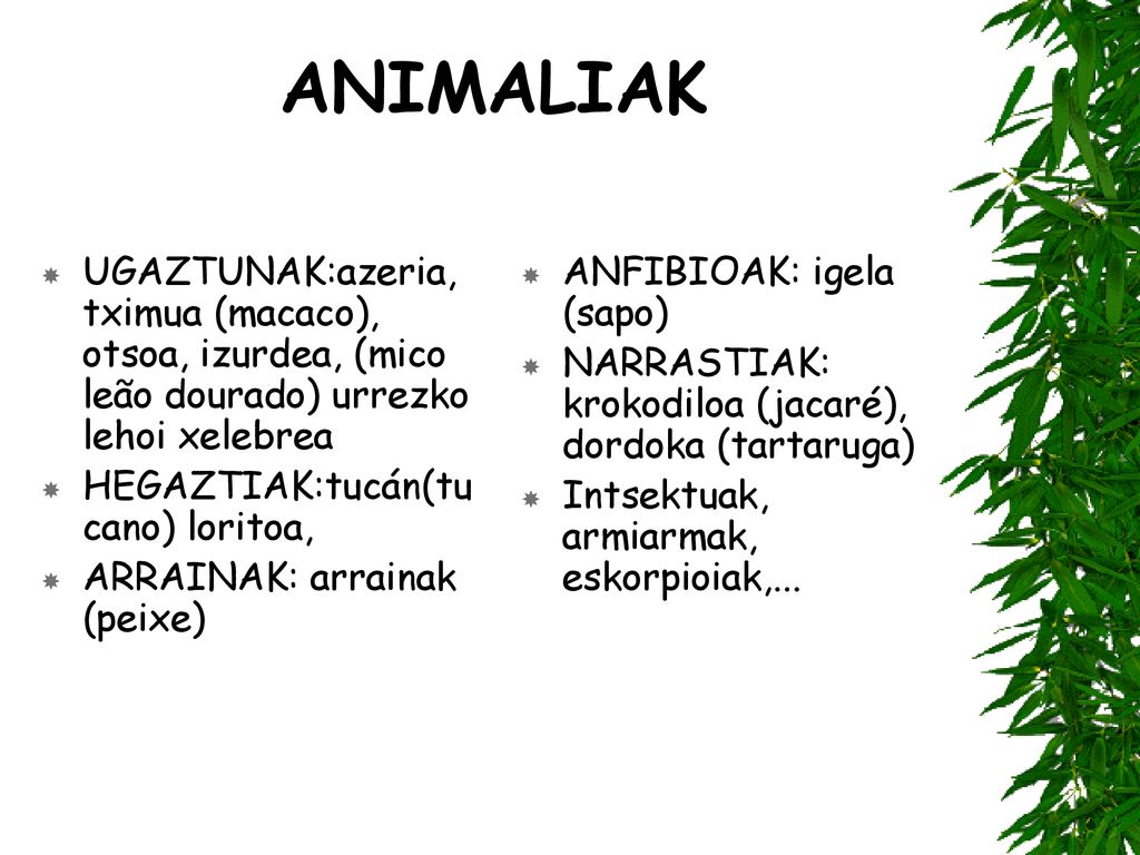 ANIMALIAK UGAZTUNAK:azeria, tximua (macaco), otsoa, izurdea, (mico leão dourado) urrezko lehoi xelebrea.