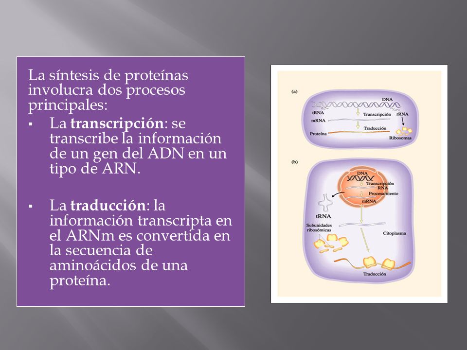 La síntesis de proteínas involucra dos procesos principales: