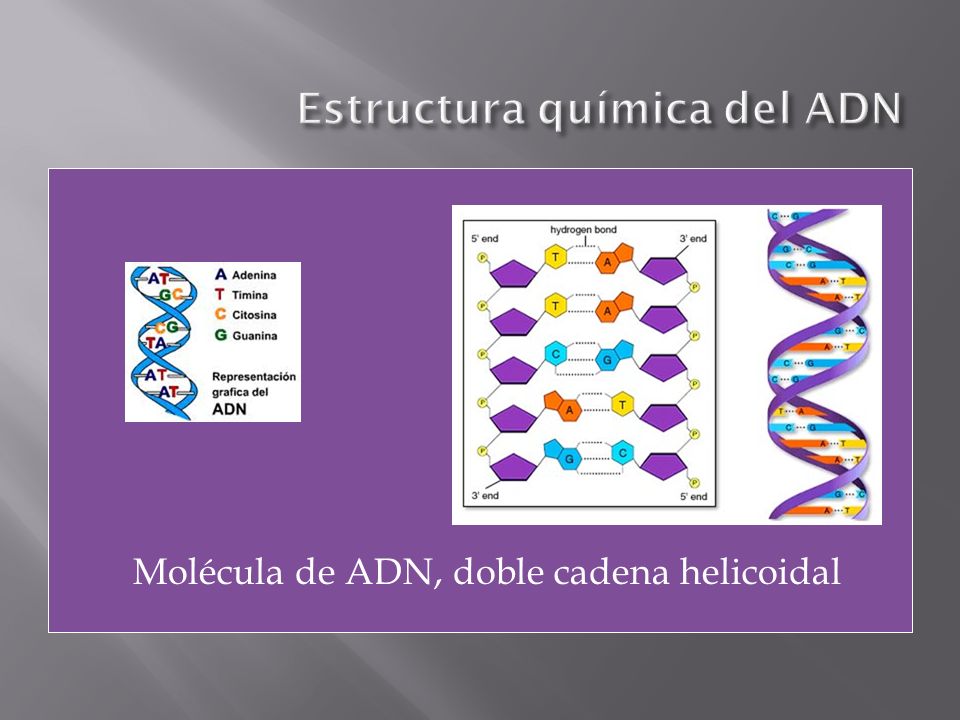 Estructura química del ADN