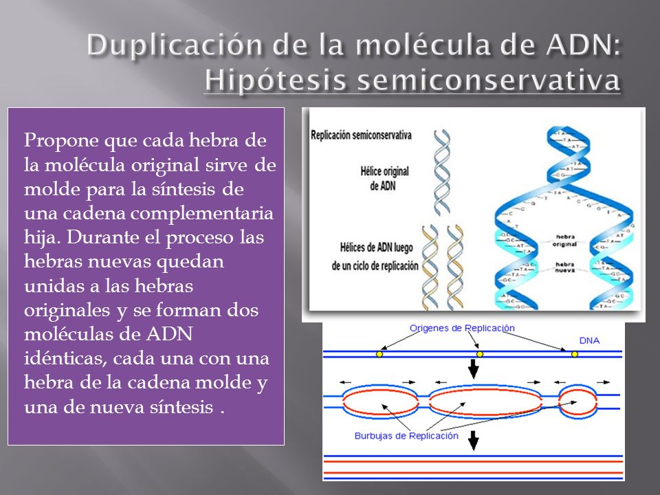 Duplicación de la molécula de ADN: Hipótesis semiconservativa