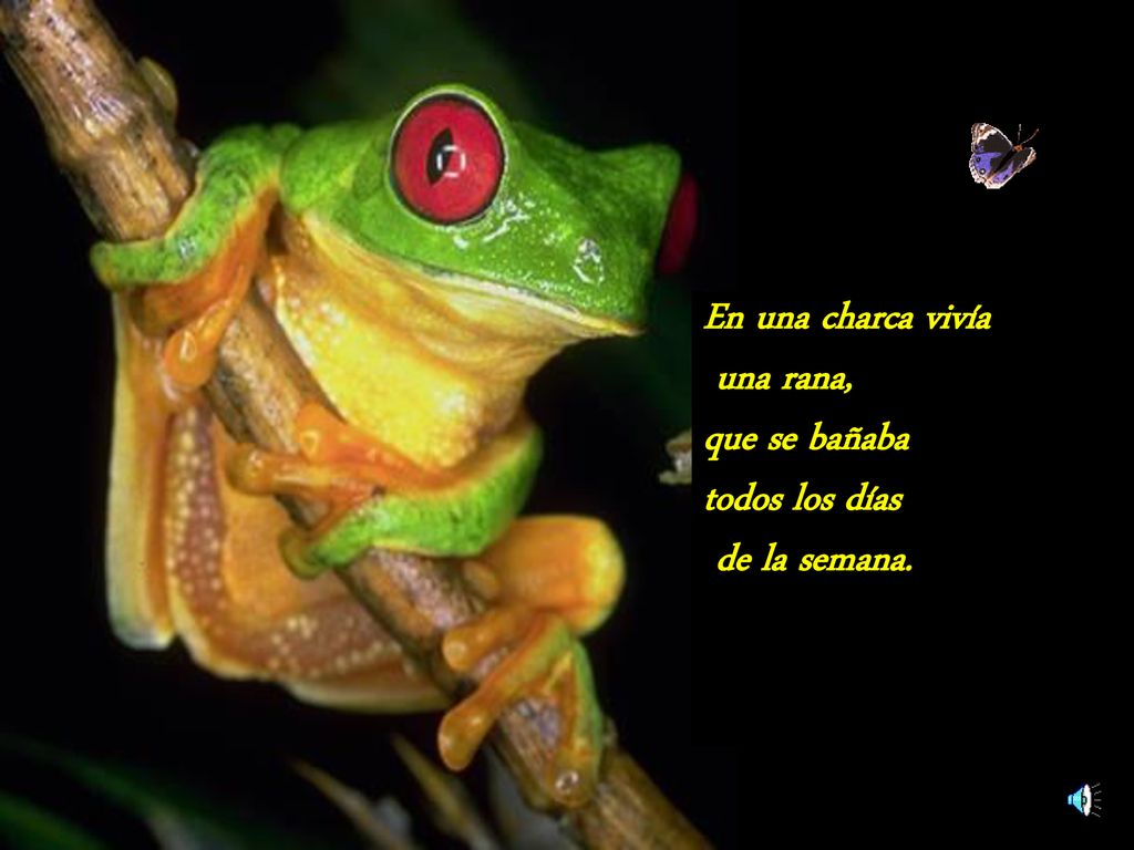 En una charca vivía una rana, que se bañaba todos los días de la semana.