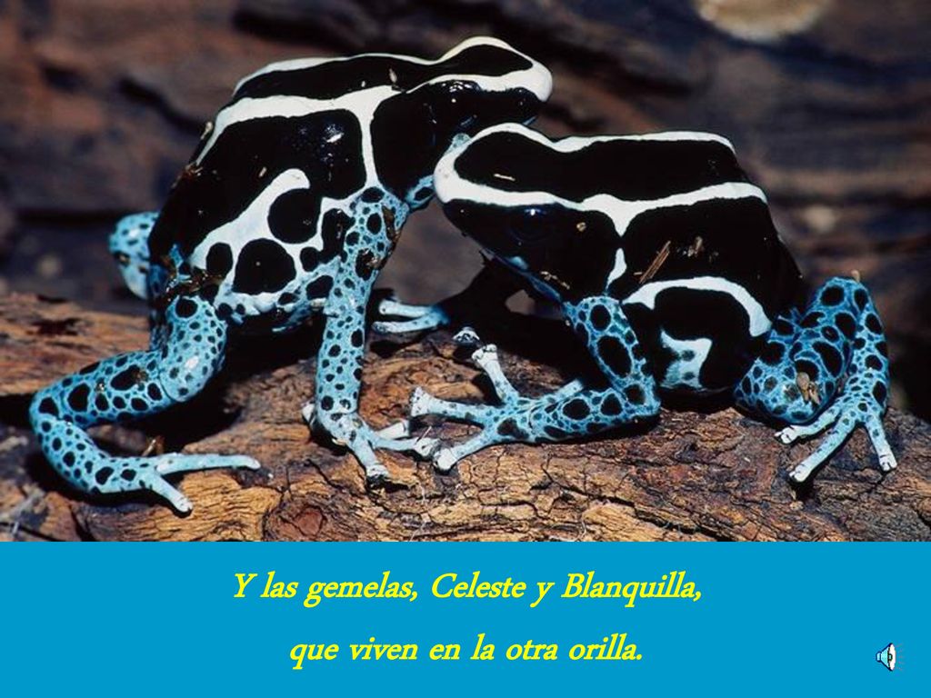 Y las gemelas, Celeste y Blanquilla, que viven en la otra orilla.