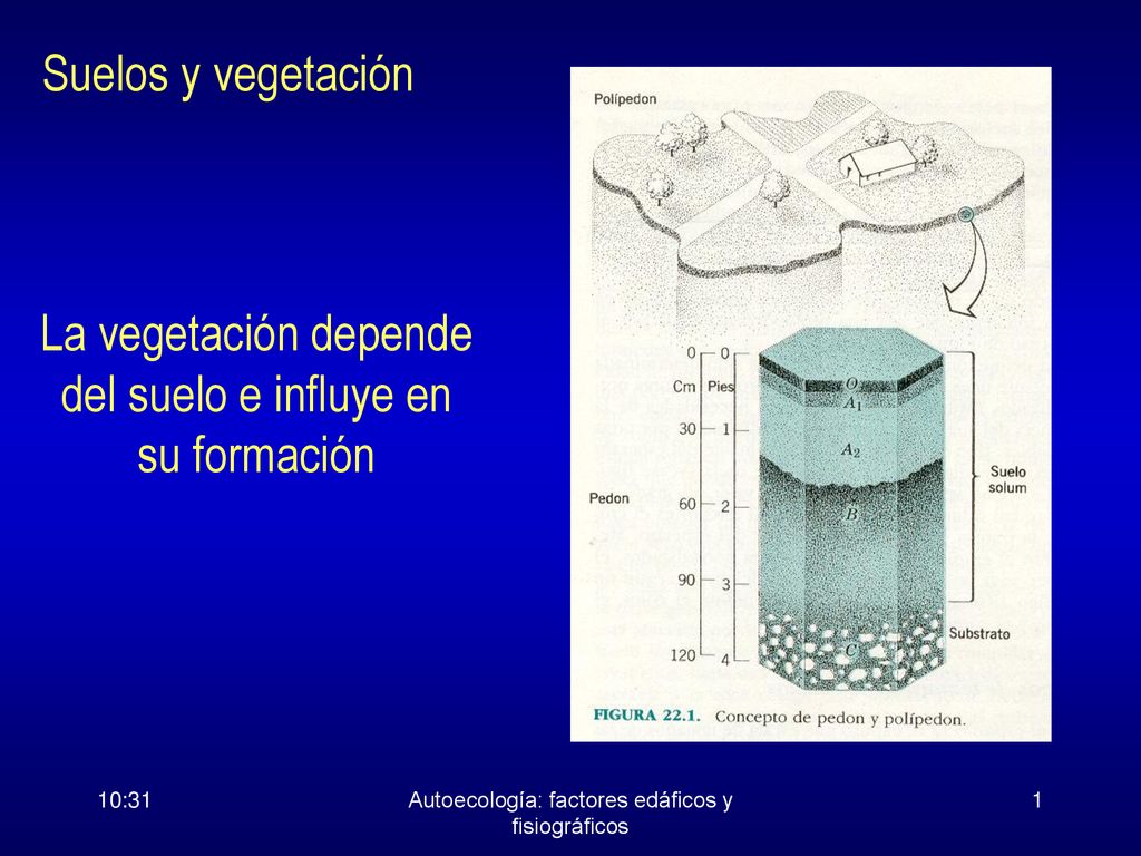 La vegetación depende del suelo e influye en su formación