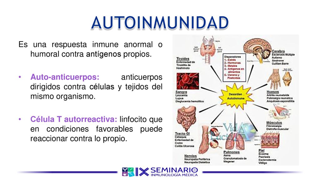 AUTOINMUNIDAD Es una respuesta inmune anormal o humoral contra antígenos propios.