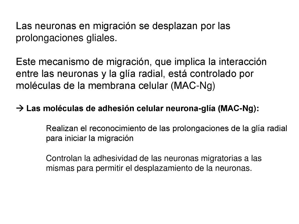 Las neuronas en migración se desplazan por las prolongaciones gliales.