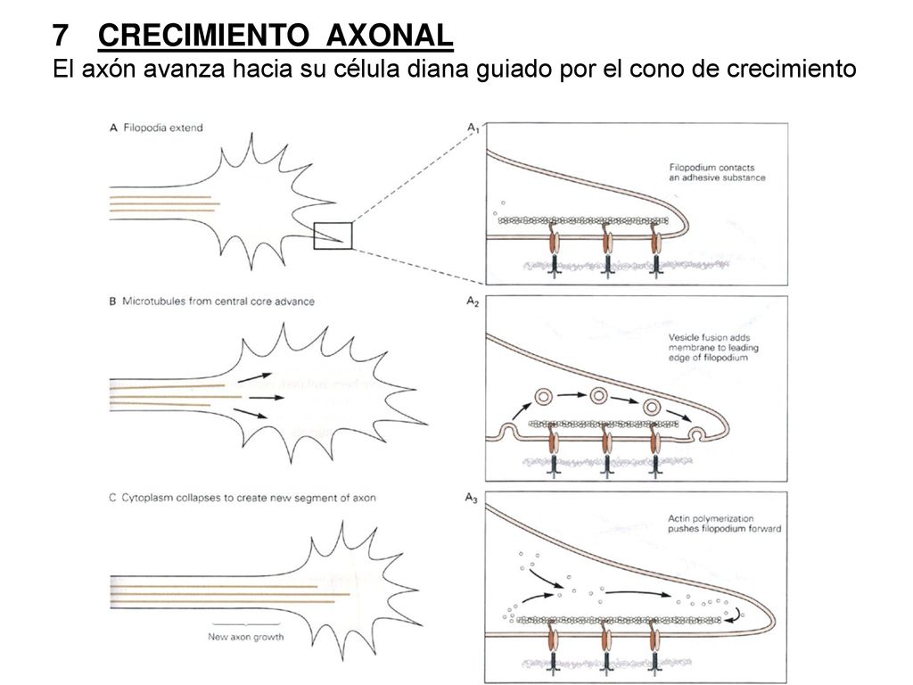 CRECIMIENTO AXONAL El axón avanza hacia su célula diana guiado por el cono de crecimiento