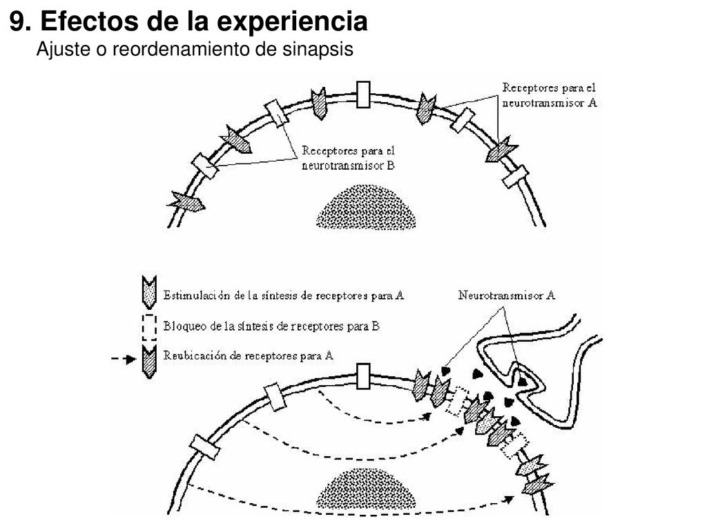 9. Efectos de la experiencia Ajuste o reordenamiento de sinapsis