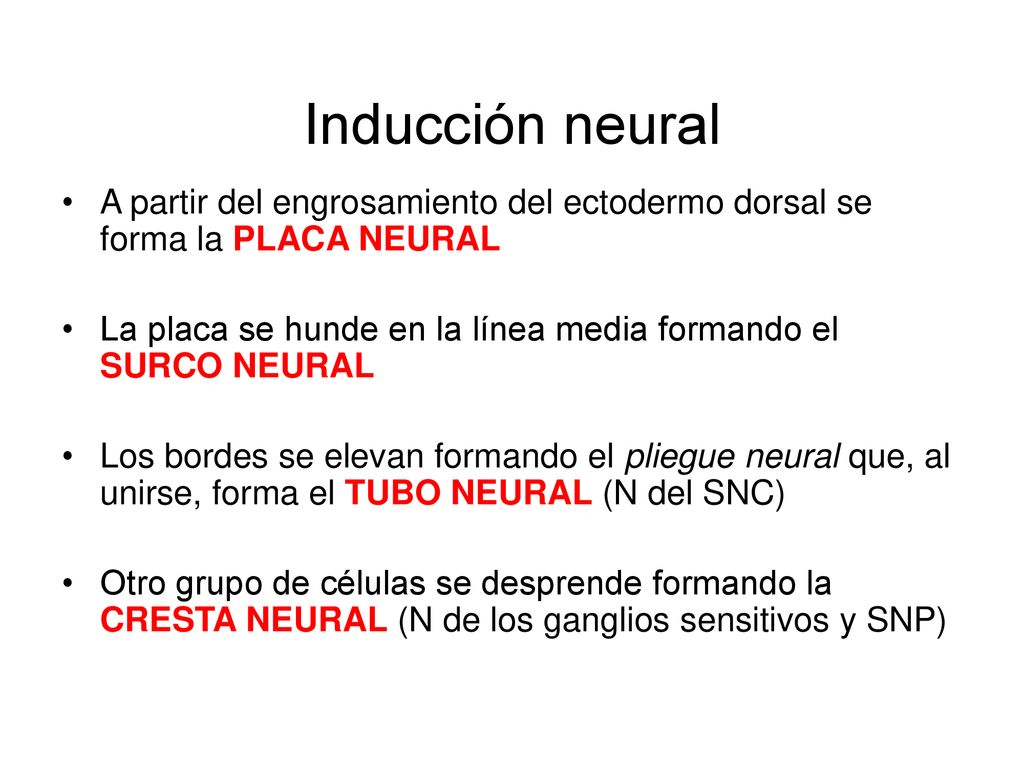 Inducción neural A partir del engrosamiento del ectodermo dorsal se forma la PLACA NEURAL.