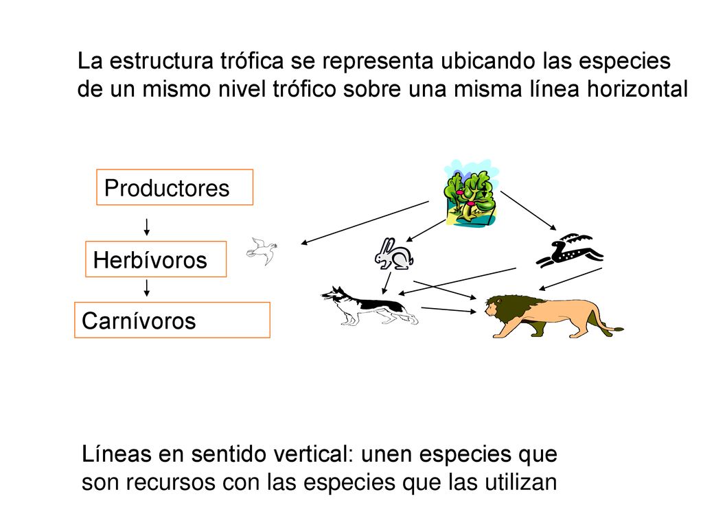 La estructura trófica se representa ubicando las especies de un mismo nivel trófico sobre una misma línea horizontal