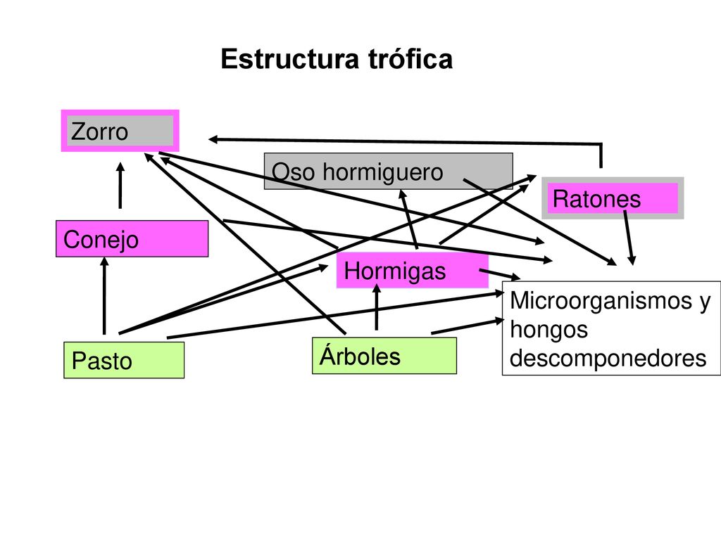 Estructura trófica Zorro Oso hormiguero Ratones Conejo Hormigas