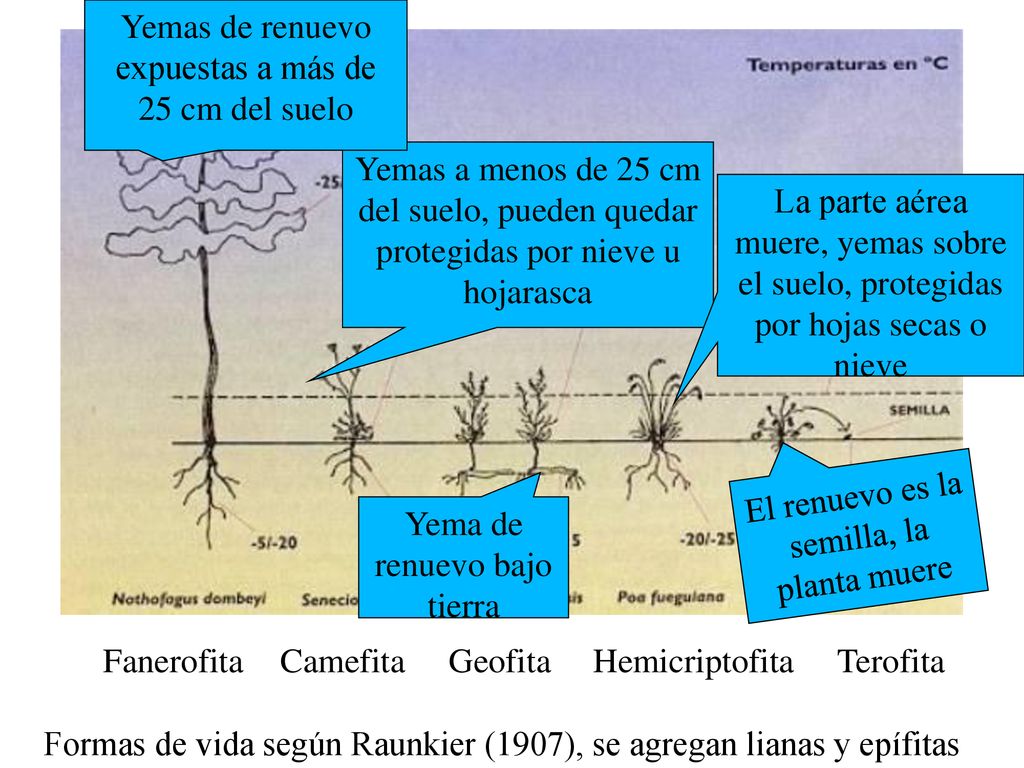 Yemas de renuevo expuestas a más de 25 cm del suelo