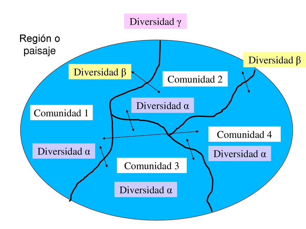 Diversidad γ Región o paisaje. Diversidad β. Comunidad 2. Diversidad α. Comunidad 1. Comunidad 4.