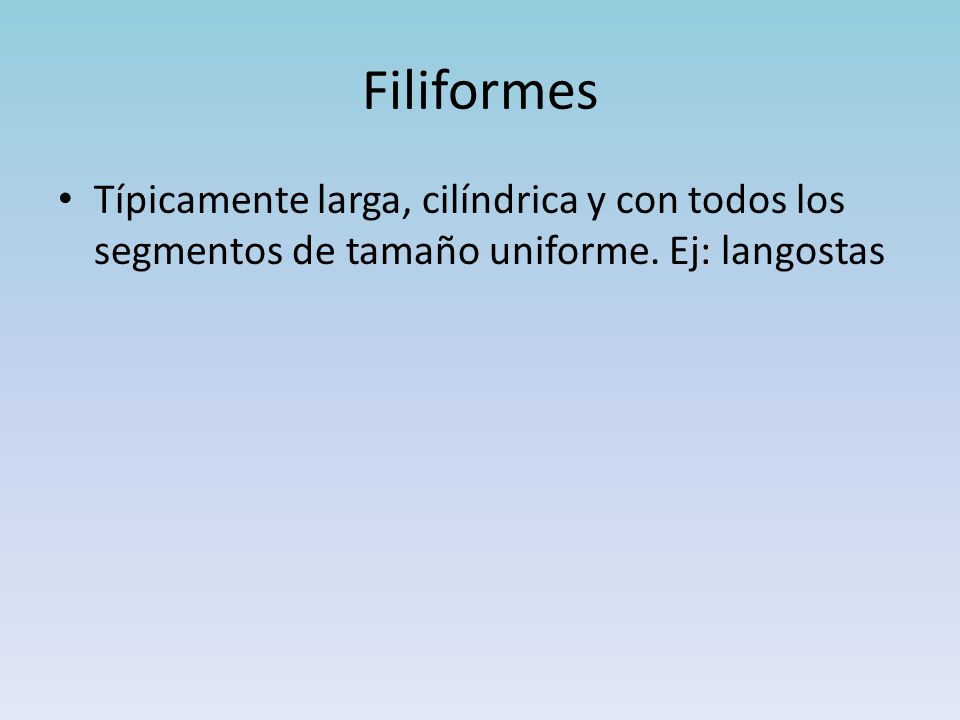 Filiformes Típicamente larga, cilíndrica y con todos los segmentos de tamaño uniforme.