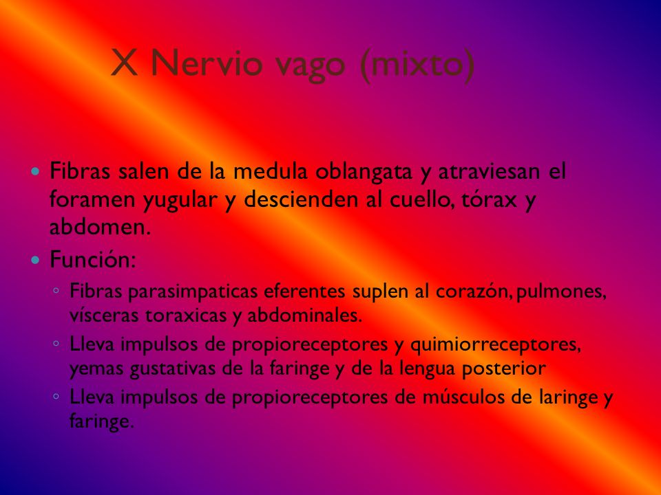 X Nervio vago (mixto) Fibras salen de la medula oblangata y atraviesan el foramen yugular y descienden al cuello, tórax y abdomen.
