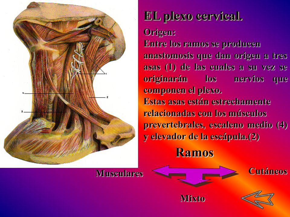 EL plexo cervical. Ramos Origen: Entre los ramos se producen