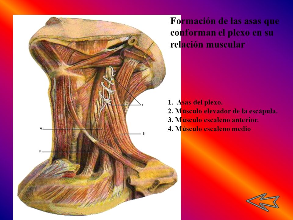 Formación de las asas que conforman el plexo en su relación muscular