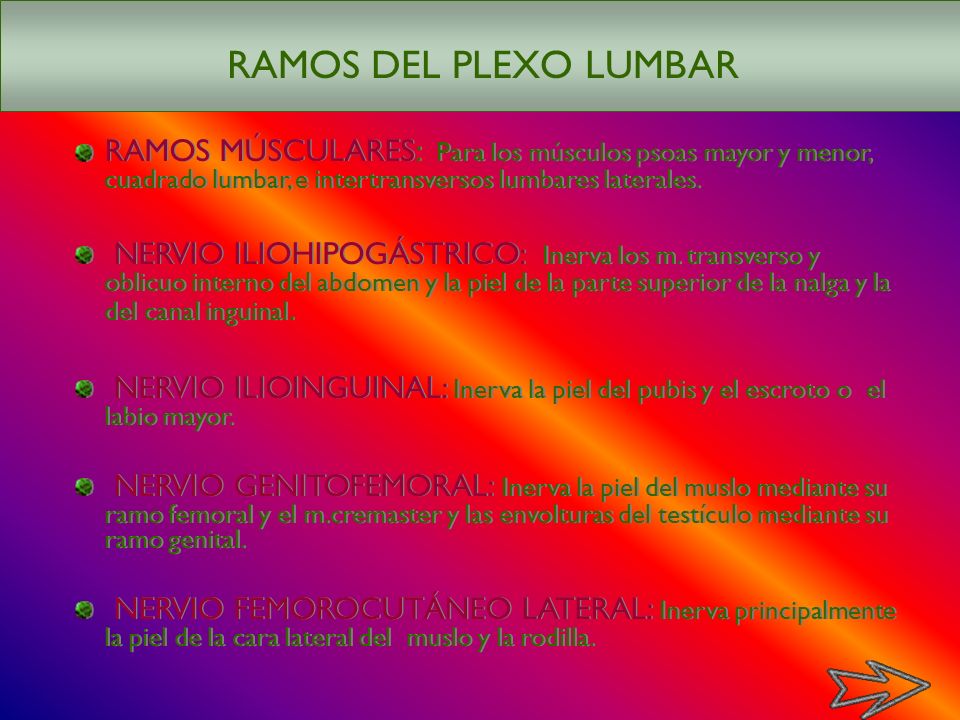 RAMOS DEL PLEXO LUMBAR RAMOS MÚSCULARES: Para los músculos psoas mayor y menor, cuadrado lumbar, e intertransversos lumbares laterales.