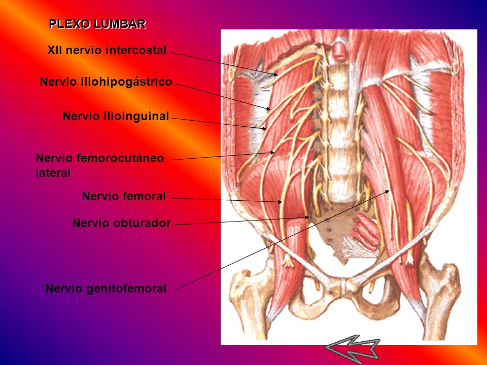 PLEXO LUMBAR XII nervio intercostal. Nervio iliohipogástrico. Nervio ilioinguinal. Nervio femorocutáneo lateral.