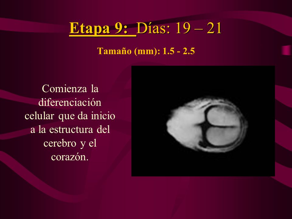 Etapa 9: Días: 19 – 21 Tamaño (mm):