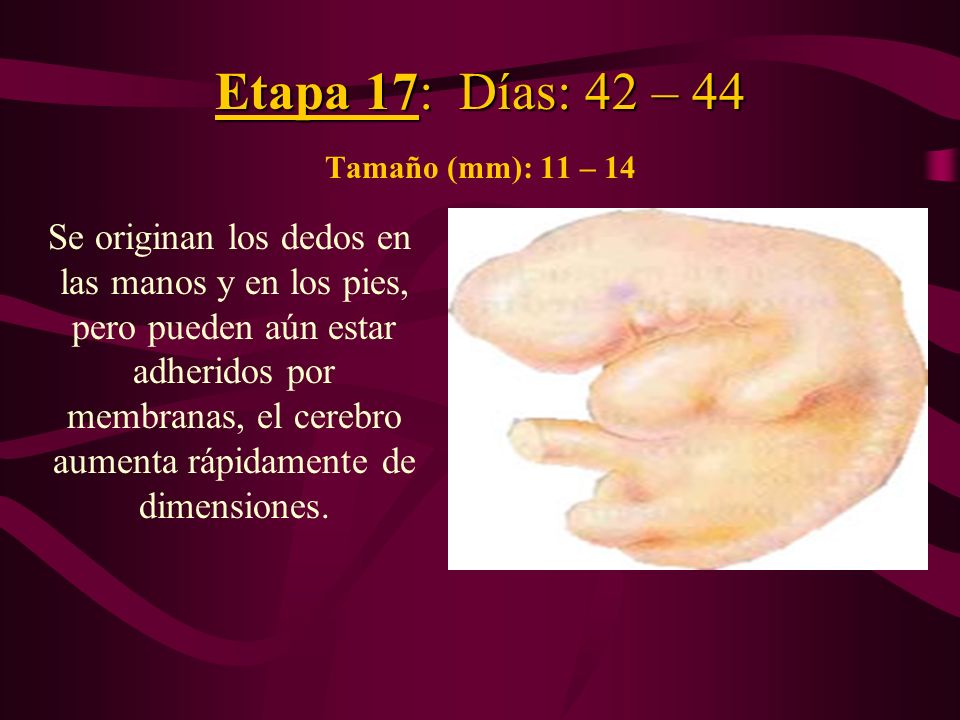 Etapa 17: Días: 42 – 44 Tamaño (mm): 11 – 14