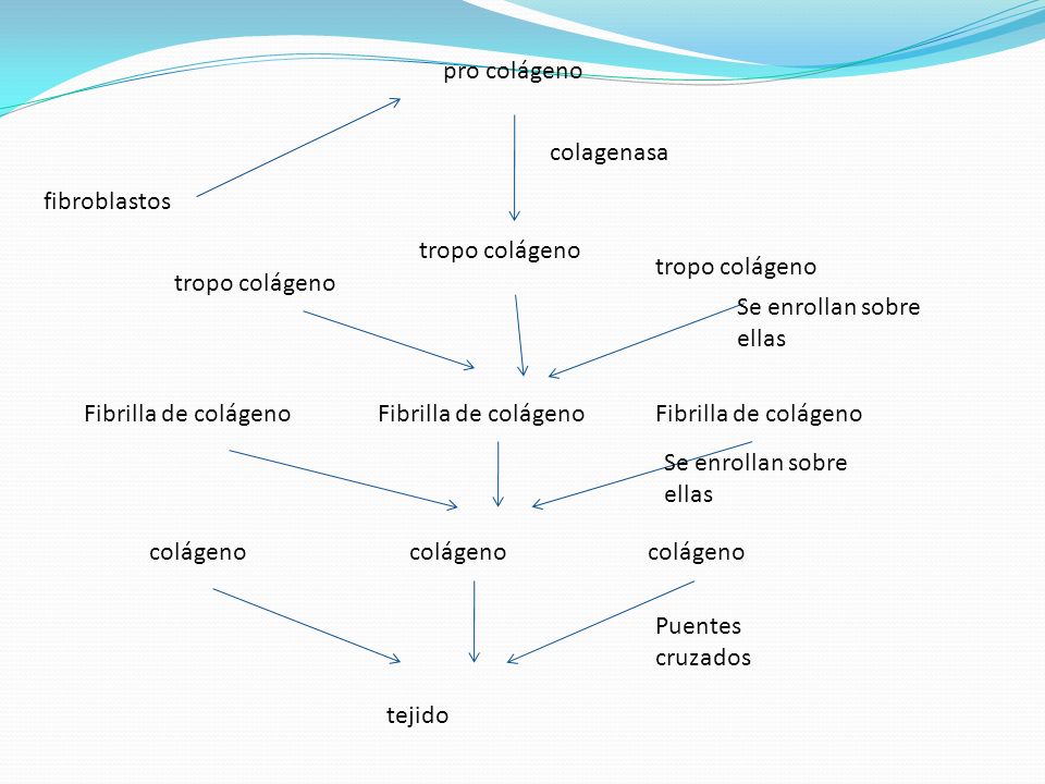 pro colágeno colagenasa. fibroblastos. tropo colágeno. tropo colágeno. tropo colágeno. Se enrollan sobre ellas.