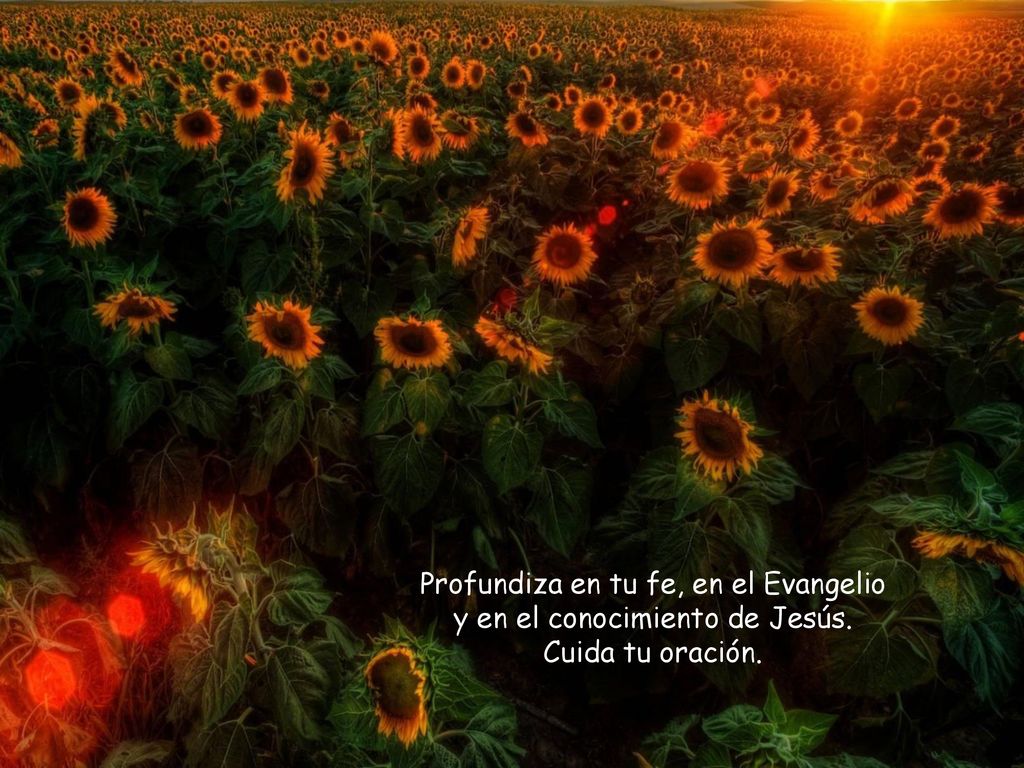 Profundiza en tu fe, en el Evangelio y en el conocimiento de Jesús