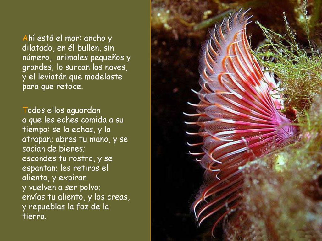 Ahí está el mar: ancho y dilatado, en él bullen, sin número, animales pequeños y grandes; lo surcan las naves, y el leviatán que modelaste para que retoce.