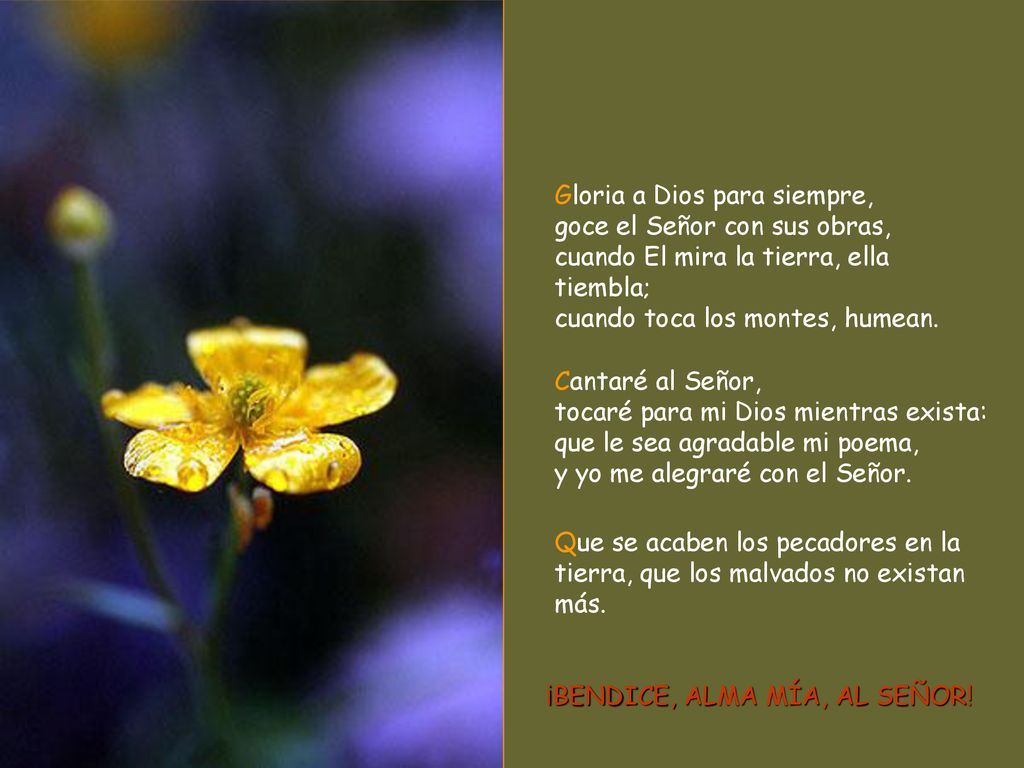 Gloria a Dios para siempre, goce el Señor con sus obras, cuando El mira la tierra, ella tiembla; cuando toca los montes, humean.