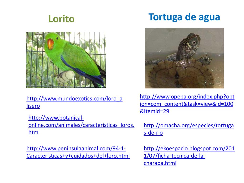 Tortuga de agua Lorito.   option=com_content&task=view&id=100&Itemid=29.