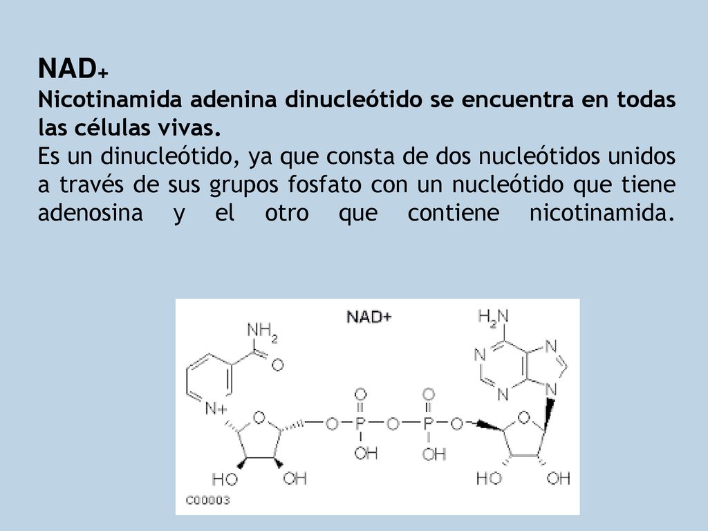 NAD+ Nicotinamida adenina dinucleótido se encuentra en todas las células vivas.