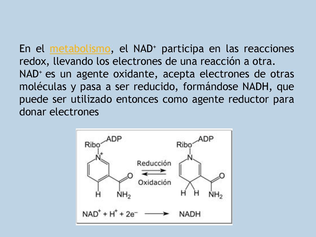 En el metabolismo, el NAD+ participa en las reacciones redox, llevando los electrones de una reacción a otra.