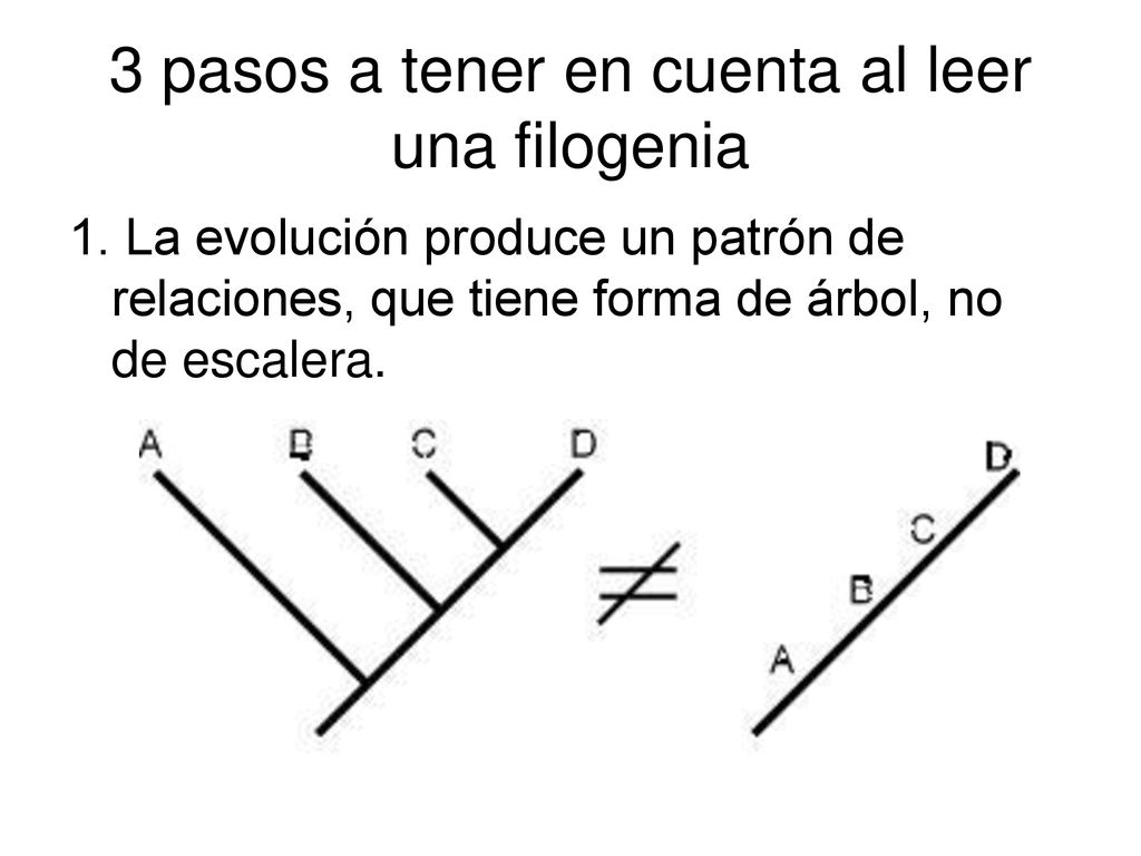 3 pasos a tener en cuenta al leer una filogenia