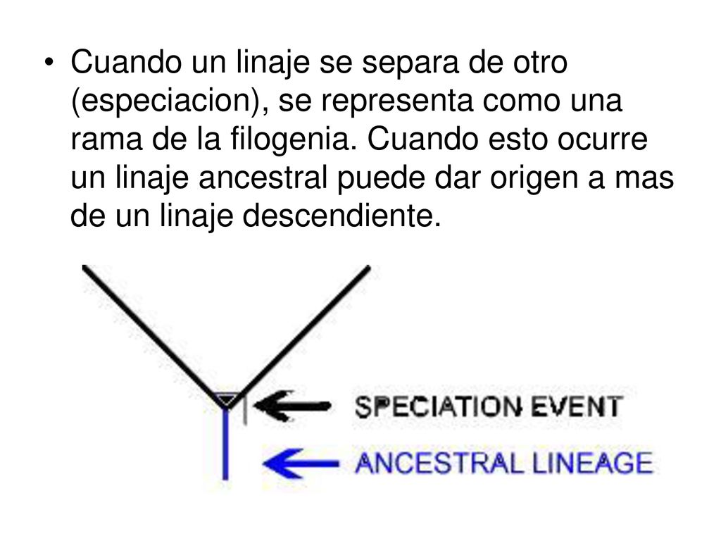 Cuando un linaje se separa de otro (especiacion), se representa como una rama de la filogenia.