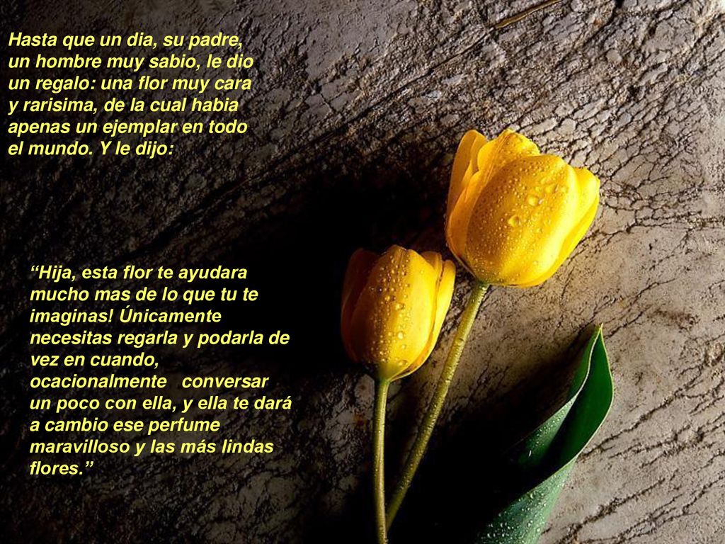 Hasta que un dia, su padre, un hombre muy sabio, le dio un regalo: una flor muy cara y rarisima, de la cual habia apenas un ejemplar en todo el mundo. Y le dijo: