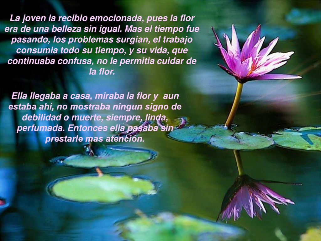 La joven la recibio emocionada, pues la flor era de una belleza sin igual. Mas el tiempo fue pasando, los problemas surgian, el trabajo consumia todo su tiempo, y su vida, que continuaba confusa, no le permitia cuidar de la flor.