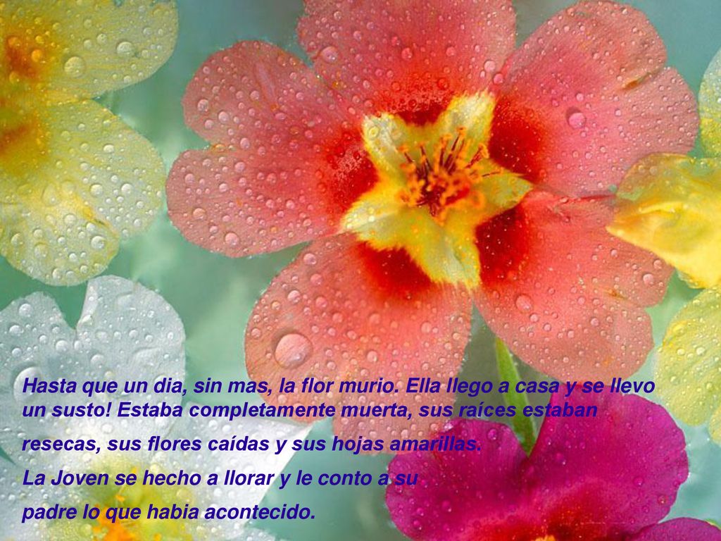 Hasta que un dia, sin mas, la flor murio